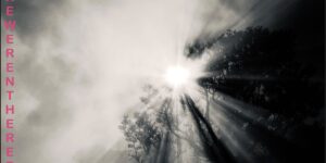 Cover Forest Lights
